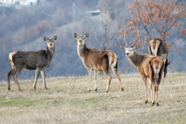 PASSIONE PER IL CERVO